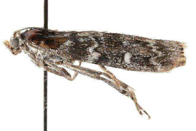 Image of Evergreen Coneworm Moth