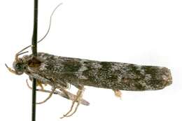 Image of Evergreen Coneworm Moth