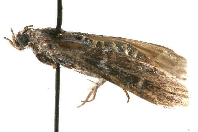 Image of Evergreen Coneworm Moth