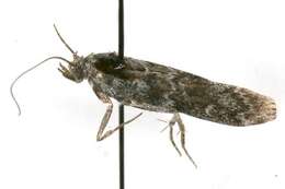 Image of Evergreen Coneworm Moth