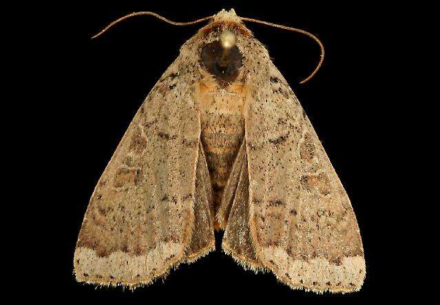 صورة Abagrotis alternata Grote 1864