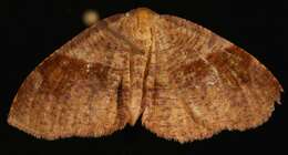 Слика од Plagodis pulveraria Linnaeus 1758