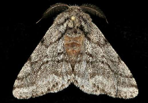 Image of Stout Spanworm Moth