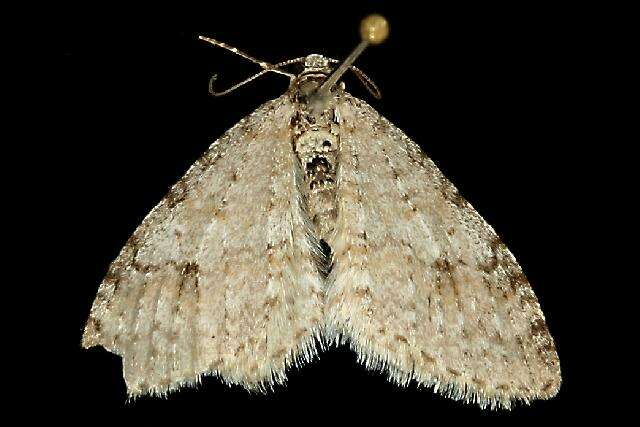 Image of Brown-shaded Carpet