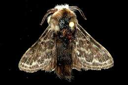 Image of Larch Lappet Moth