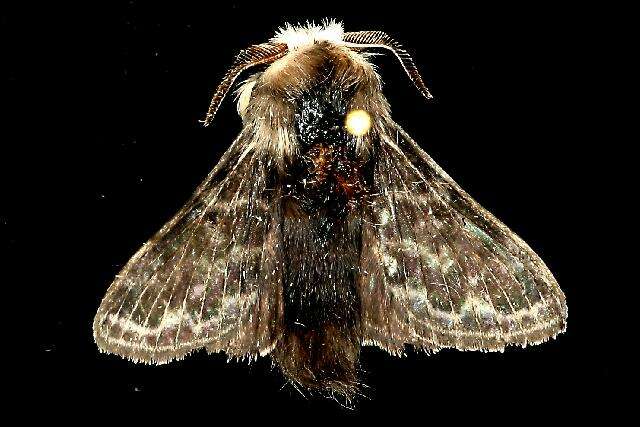 Image of Larch Lappet Moth