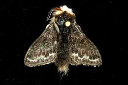 Image of Larch Lappet Moth