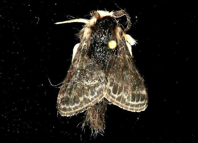 Image of Larch Lappet Moth