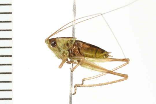 Image of Prairie Meadow Katydid