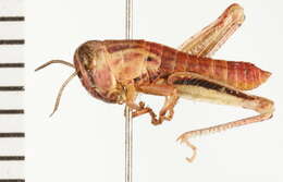 Image of Large-headed Grasshopper