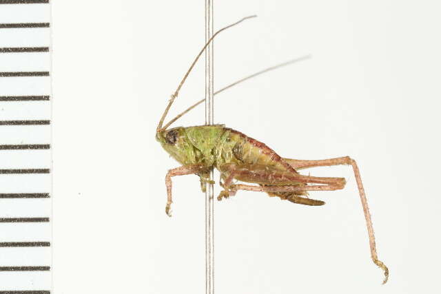 Image of Prairie Meadow Katydid