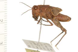 Image of Band-winged Grasshoppers