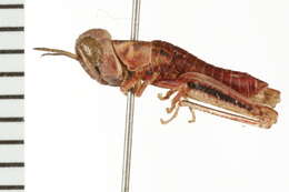 Image of Large-headed Grasshopper