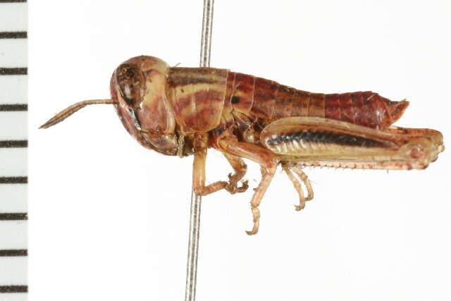 Image of Large-headed Grasshopper
