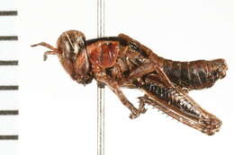 Melanoplus islandicus Blatchley 1898 resmi