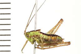 Image of Gladiator Meadow Katydid