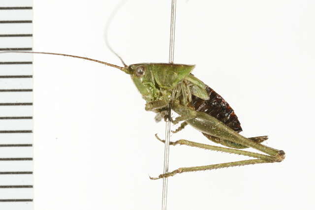 Image of Gladiator Meadow Katydid