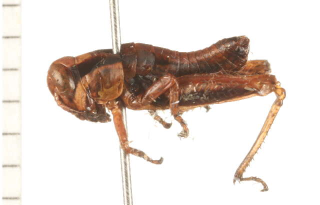 Melanoplus islandicus Blatchley 1898 resmi