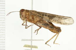 Image of Band-winged Grasshoppers