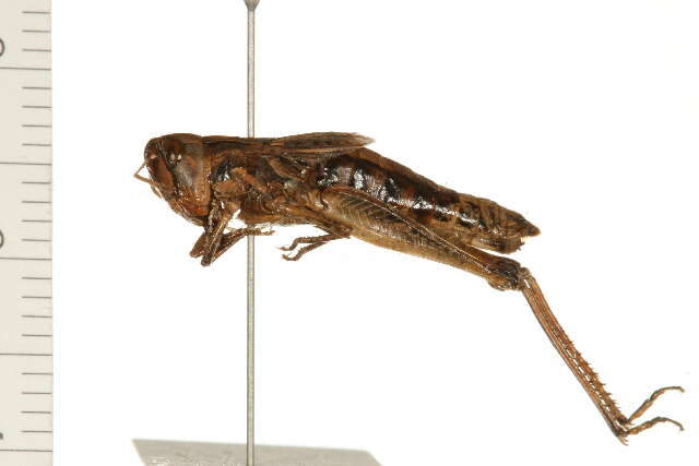 Aeropedellus clavatus (Thomas & C. 1873)的圖片