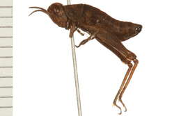 Image of Melanoplus bowditchi Scudder & S. H. 1878