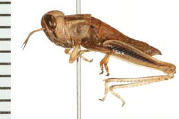 Image of Large-headed Grasshopper
