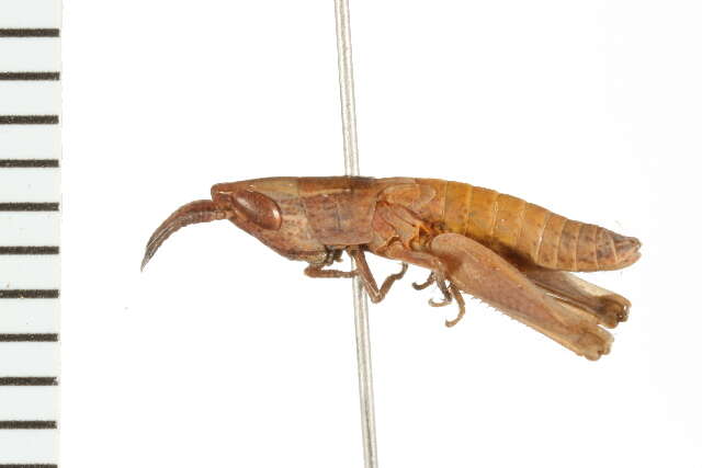 Image of Obscure Grasshopper