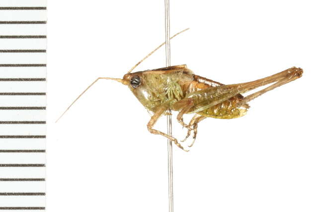 Image of Prairie Meadow Katydid