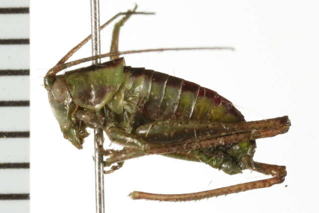 Image of Gladiator Meadow Katydid