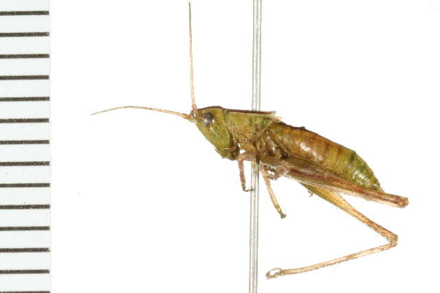 Image of Prairie Meadow Katydid