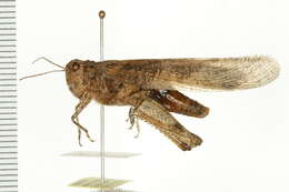 Image of Band-winged Grasshoppers