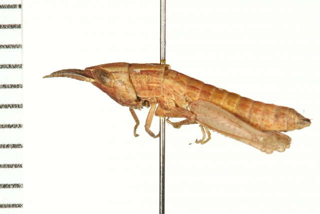 Image of Obscure Grasshopper