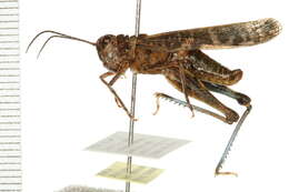 Image of Blue-legged Grasshopper