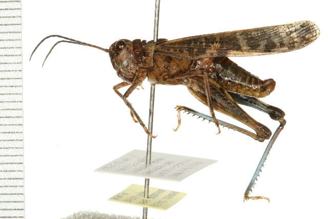 Image of Blue-legged Grasshopper