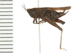 Image of Awl-shaped Pygmy Grasshopper