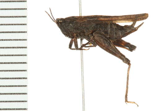 Image of Awl-shaped Pygmy Grasshopper