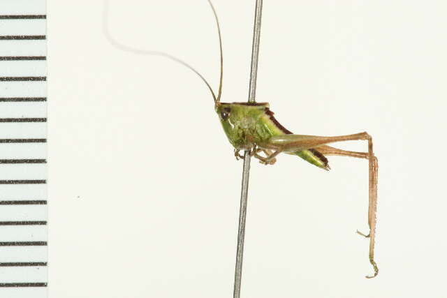 Image of Prairie Meadow Katydid