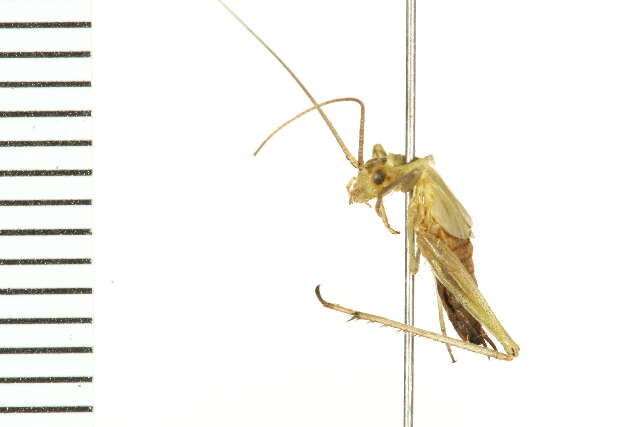 Image of Fast-calling Tree Cricket