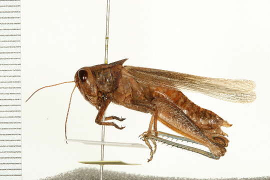 Melanoplus packardii Scudder & S. H. 1878的圖片