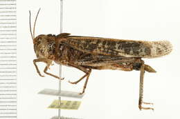 Image of Blue-legged Grasshopper