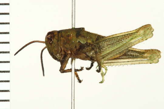 Melanoplus packardii Scudder & S. H. 1878的圖片