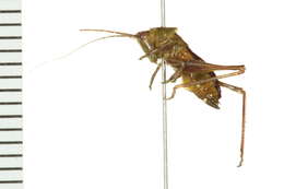 Image of Gladiator Meadow Katydid