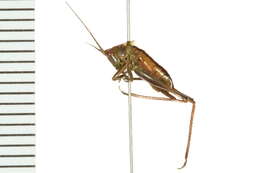 Image of Gladiator Meadow Katydid