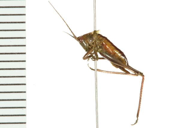 Image of Gladiator Meadow Katydid