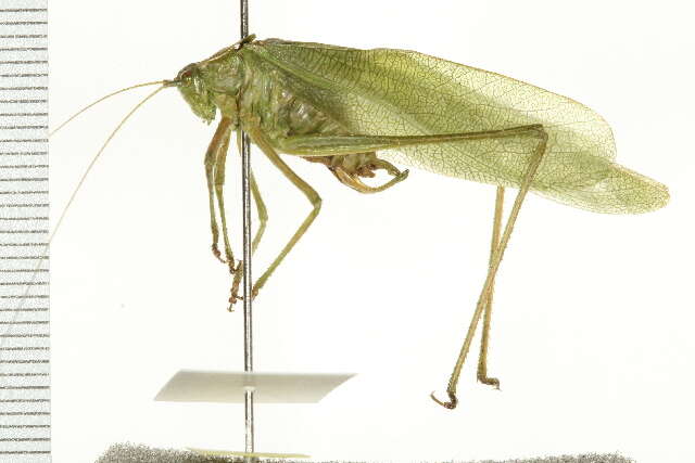 Image of Curve-tailed Bush Katydid