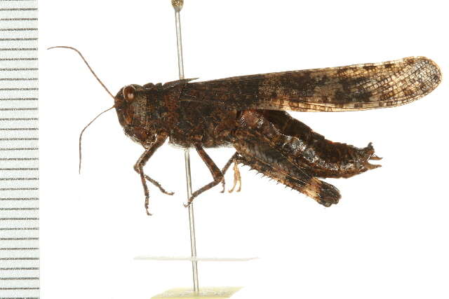 Image of Band-winged Grasshoppers