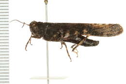 Image of Band-winged Grasshoppers