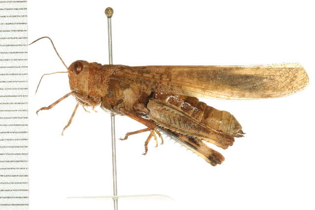 Image of Band-winged Grasshoppers