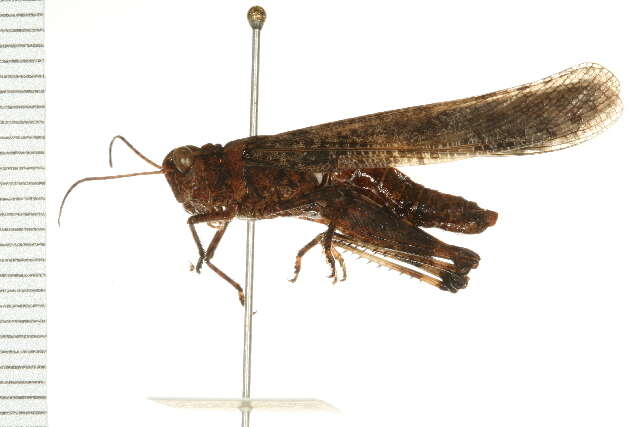 Image of Circotettix carlinianus (Thomas & C. 1870)