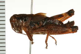 Слика од Melanoplus montanus (Thomas & C. 1873)